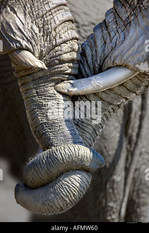 Close up of African elephants entwining trunks Savuti Botswana Banque D'Images