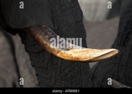 Close up d'un éléphant d'Afrique s tusk Savuti Botswana Banque D'Images