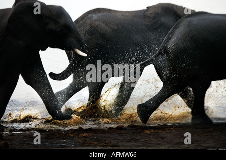 Close up d'éléphants marchant dans la rivière Chobe Botswana Banque D'Images