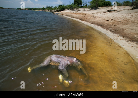 Mère éléphant dans la distance de marche de son bébé mort rivière Chobe Botswana Banque D'Images