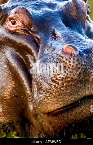 Close up d'un hippopotame Delta de l'Okavango au Botswana Banque D'Images