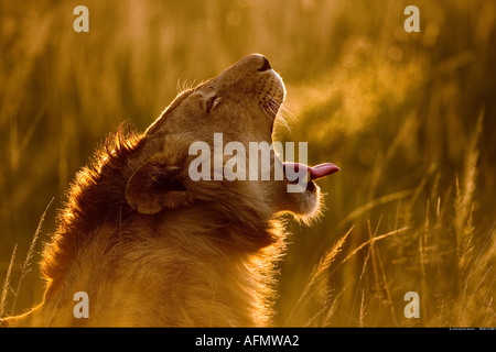 Le bâillement Lion Kenya Masai Mara Banque D'Images