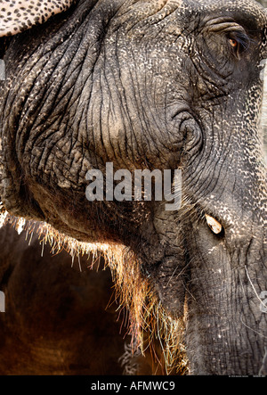Close up of Indian elephant Jaipur en Inde Banque D'Images