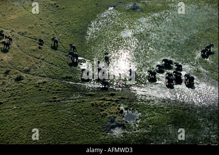 Vue aérienne d'éléphants dans le Delta de l'Okavango au Botswana Banque D'Images