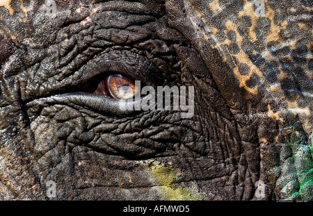 Close up of elephant s eye des restes de peinture de l'éléphant sur la peau toujours à l'affiche du festival Jaipur en Inde Banque D'Images