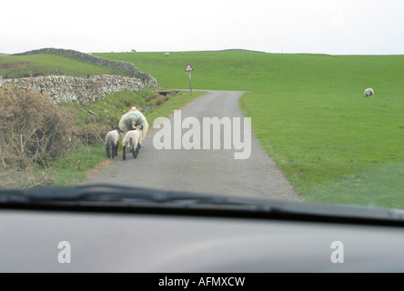 Les moutons à marcher le long de la route à voie unique en face de voiture Banque D'Images