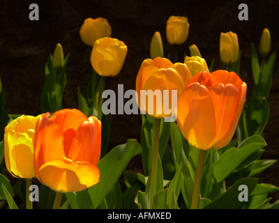 Tulipes Orange en pleine floraison Banque D'Images
