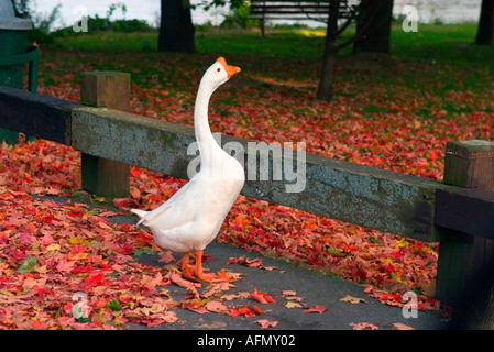 Une oie crissant dans le parc sur un après-midi d'automne Banque D'Images