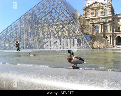 Vue sur la Pyramide du Louvre avec canard sauvage à vous détendre près de l'étang Paris France Banque D'Images