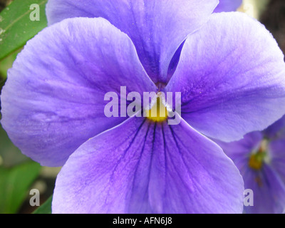 Close up of purple pensées Banque D'Images