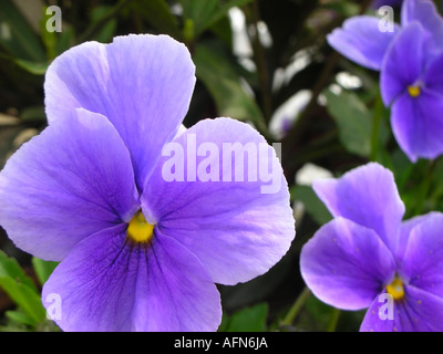 Close up of purple pensées Banque D'Images