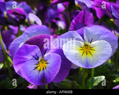 Close up of purple pensées Banque D'Images