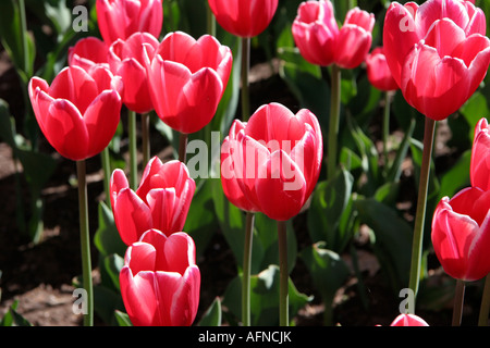 Temps de printemps tulipes fleurs fleur fleur vert rouge Banque D'Images