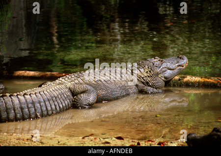 Grand alligator Floride situé dans le parc national des Everglades Banque D'Images