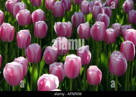 Temps de printemps tulipes fleurs rouge vert jaune Banque D'Images