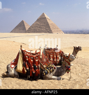 Gizeh, près du Caire deux chameaux au repos avec deux pyramides au-delà Banque D'Images