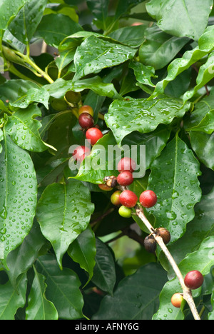 Les grains de café frais mûrs (cerises), prêtes pour la récolte Banque D'Images