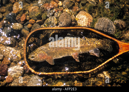 California South Fork of the Snake River Fisherman libérant de grandes fardée dans net Banque D'Images