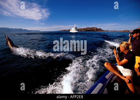 Mer de Cortez Baja Mexique personnes photographiant les dauphins du bateau en mouvement rapide Banque D'Images