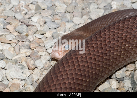 TAIPAN, Oxyuranus scutellatus, Queensland, Australie, Banque D'Images