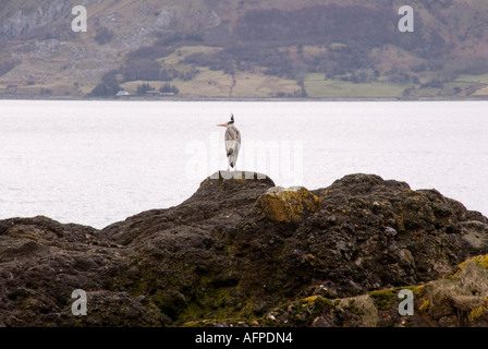 Un des oiseaux de mer se repose sur la vigilance des pierres à Cushendall Co Antrim Banque D'Images