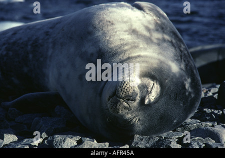 Phoque de Weddell soleil sur plage en Baie Marguerite Antarctique Banque D'Images