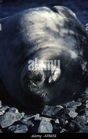 Phoque de Weddell soleil sur plage en Baie Marguerite Antarctique Banque D'Images