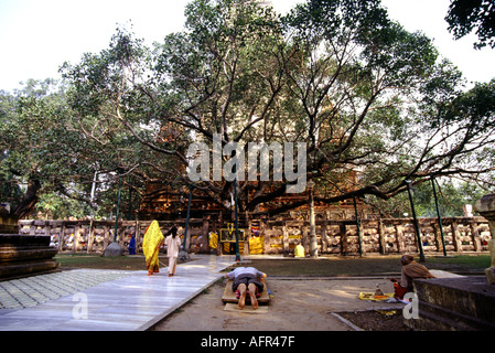 L'arbre de la Bodhi à la naissance du bouddhisme Bodhgaya en Inde Banque D'Images