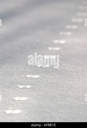 De minuscules pistes d'animaux sur la neige , Finlande Banque D'Images