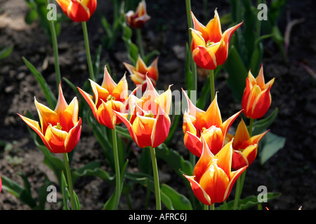 Temps de printemps tulipes fleurs rouge vert jaune Banque D'Images