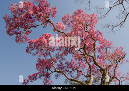 Roxo Ipe Tabebuia impetiginosa rose le nord du Pantanal Mato Grosso au Brésil Banque D'Images