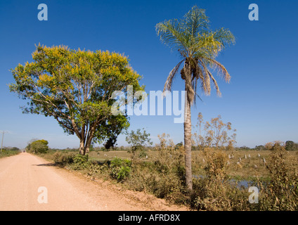 Ipe Tabebuia jaune alba Transpantaneira Northern Pantanal Mato Grosso au Brésil Banque D'Images