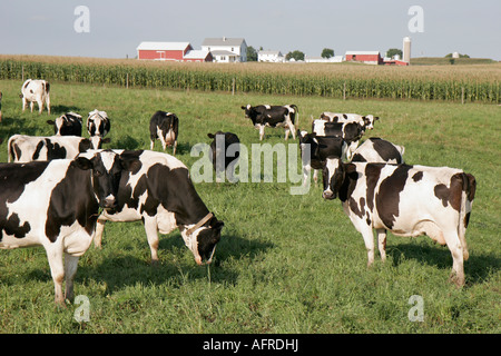 Indiana,Comté de LaGrange,Shipshewana,ferme amish,vache laitière,pâturage,champ de maïs,IN070833000 Banque D'Images