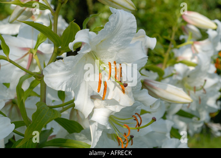 Regal lily Lilium regale dans fleur blanche avec des boutons de fleurs Banque D'Images