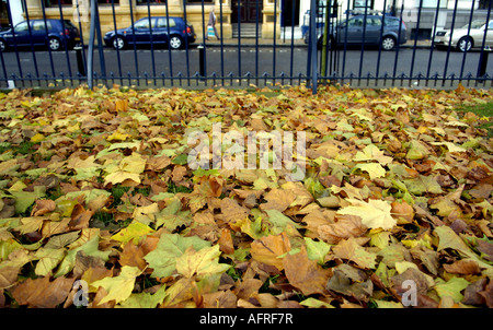 Les feuilles d'automne dans le parc de la cathédrale de Birmingham. Banque D'Images