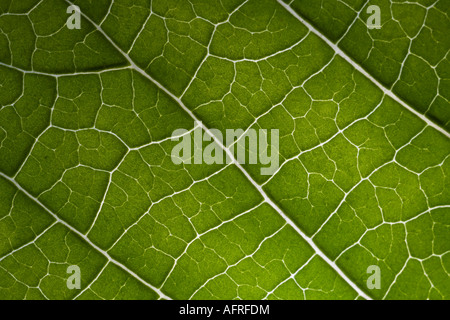 La structure des feuilles en contre-jour, macrophotographie Banque D'Images