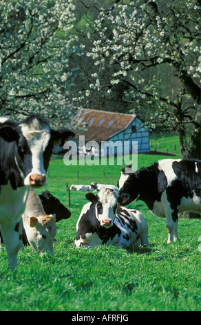 Gulpen Pays-bas vaches se reposant sur les herbages avec arbres en fleurs en arrière-plan Banque D'Images