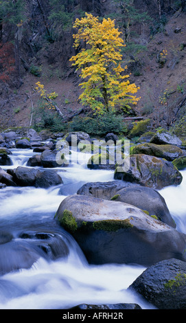 Un arbre en automne pointe surplombe le changement de couleur de la fourche du sud le long de la rivière McKenzie Aufderheide Memorial Drive Banque D'Images