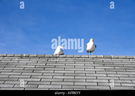 Deux mouettes debout sur toit, Nova Scotia, Canada, Photo de Willy Matheisl Banque D'Images