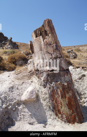 L'île de Lesbos en Paysage Territoire Forêt Pétrifiée Grèce Banque D'Images