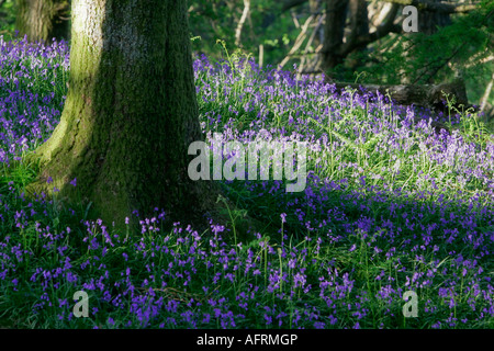 Bluebells au printemps Banque D'Images