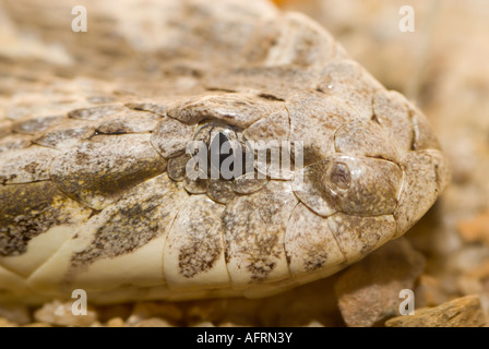 DESERT Death Adder Acanthopis pyrrhus, Australie Banque D'Images