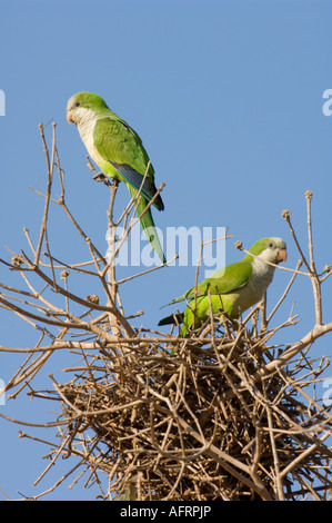 Perruches moine Myiopsitta monachus Pantanal Brésil Banque D'Images