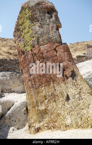 L'île de Lesbos en Paysage Territoire Forêt Pétrifiée Grèce Banque D'Images