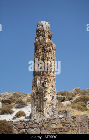 L'île de Lesbos en Paysage Territoire Forêt Pétrifiée Grèce Banque D'Images