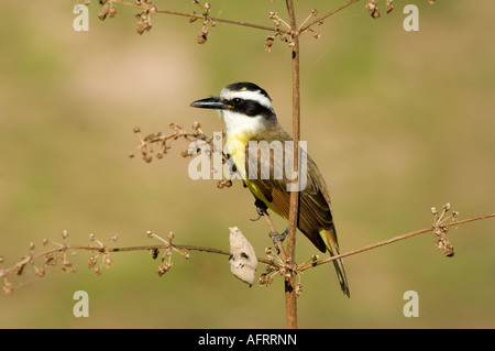 Tyran quiquivi Pitangus sulfuratus Pantanal Brésil Banque D'Images