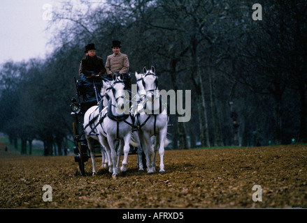 Formation de chevaux pour la calèche royale conduisant très tôt le matin Rotten Row, Hyde Park. Londres 1991 années 1990 Londres UK HOMER SYKES Banque D'Images