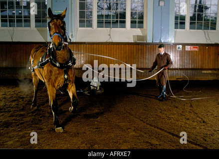 Royal Mews, Buckingham Palace, chevaux d'entraînement. Le cheval sera utilisé pour la conduite en calèche. 1991 années 1990 Londres UK HOMER SYKES Banque D'Images