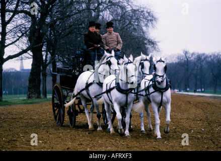 Formation de chevaux pour la calèche royale conduisant très tôt le matin Rotten Row, Hyde Park. Londres 1991 années 1990 Londres UK HOMER SYKES Banque D'Images