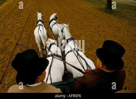 Formation de chevaux pour la calèche royale conduisant très tôt le matin Rotten Row, Hyde Park. Londres 1991 années 1990 Londres UK HOMER SYKES Banque D'Images